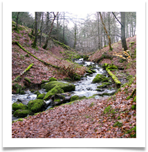 Tumbling Waters - Anne Tidswell
